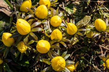 Yellow flowers in the garden in spring