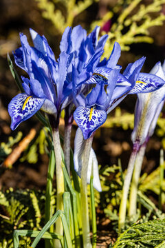 Blue Spring Irises In The Garden