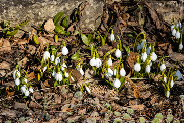 Snowdrops in the garden in early spring among the old leaves