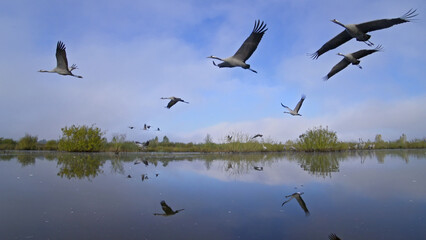 Fototapeta na wymiar Flock of birds in flight over water. Birds fly over lake. Common crane, Grus grus