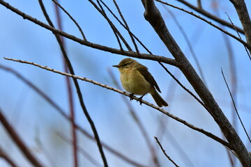 MOSQUITERO