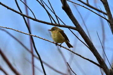 MOSQUITERO