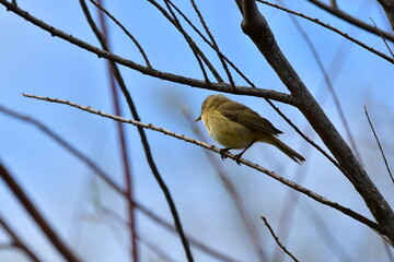 MOSQUITERO