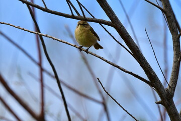 MOSQUITERO