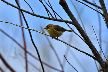Fototapeta premium MOSQUITERO