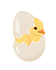 Little yellow chicken in cracked egg. Newborn cute chick, small bird hatching from egg. Farm or Easter concept vector illustration isolated on white background.