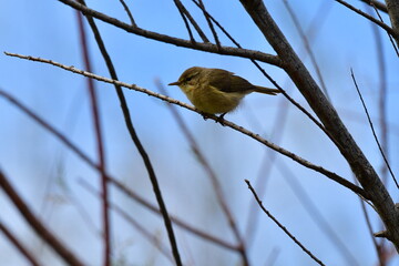MOSQUITERO