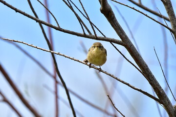 MOSQUITERO