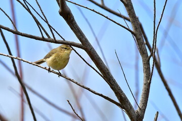 MOSQUITERO