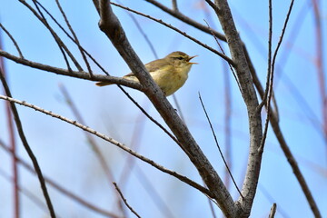 MOSQUITERO