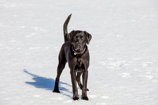A seven month old black male Labrador Retriever stands in the snow. The sun is shining brightly.