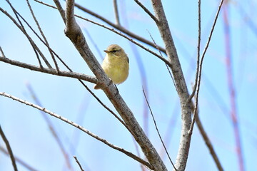 MOSQUITERO