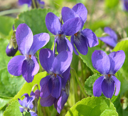 Violet (Viola odorata) grows in the wild
