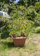Fototapeta na wymiar Cherry tomatoes growing in a garden