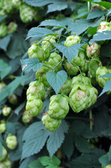 On the stem of the plant cones of hops