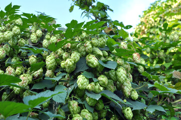 On the stem of the plant cones of hops