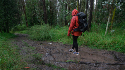 Obraz premium Hispanic woman with black backpack and red waterproof jacket walking on a muddy trail through a forest during the day