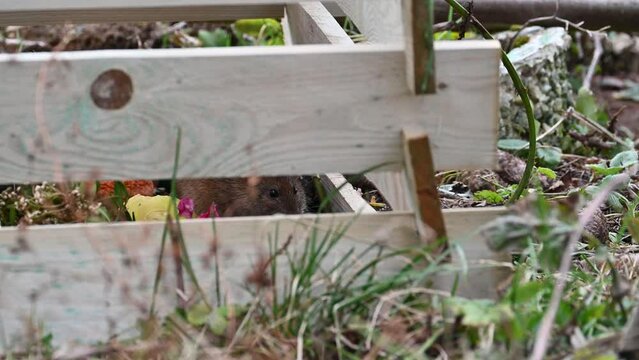 Wild brown rats (  Rattus norvegicus  )   sits in  a wooden composter in the garden and eats
