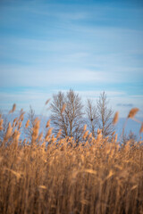 Fototapeta premium reeds on the lake