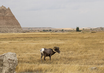 Sheep in the Badlands 
