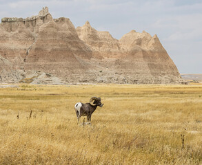 Sheep in the Badlands 