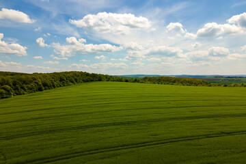 Aerial landscape view of green cultivated agricultural fields with growing crops on bright summer day