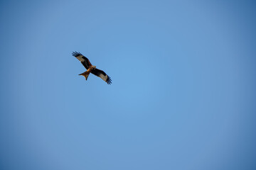 red kite (Milvus milvus) soaring with wings fully extended in a clear blue winter sky