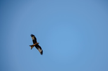 red kite (Milvus milvus) soaring with wings fully extended in a clear blue winter sky