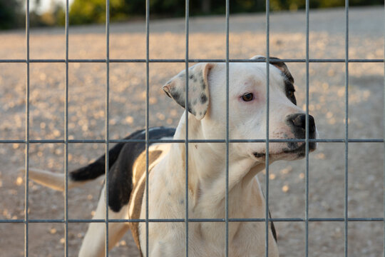 Perro guardián detrás de una valla de metal