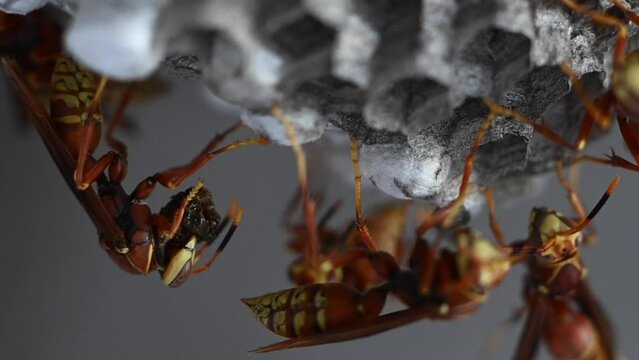 potter wasps working on honeycomb in slow motion
