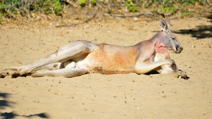 Closeup kangaroo (Macropus) lyingon the side on sand seen from profile