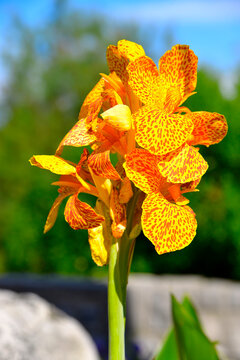 Closeup of spotted orange and yellow canna lily