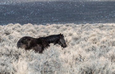 Wild Horse in Idaho in Winter