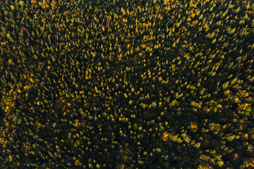 Aerial view of dark mixed pine and lush forest with green and yellow trees canopies in autumn mountain woods
