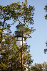 Fototapeta na wymiar Amelia Island Lighthouse through trees