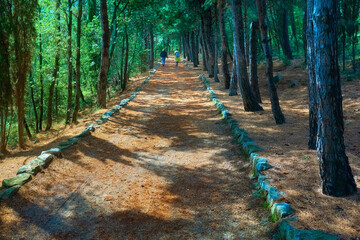 Pedestrian path strewn with needles on a sunny path among the pines. Crimea Solar trail.