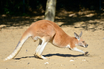 Naklejka na ściany i meble Closeup kangaroo (Macropus) walking on the sand