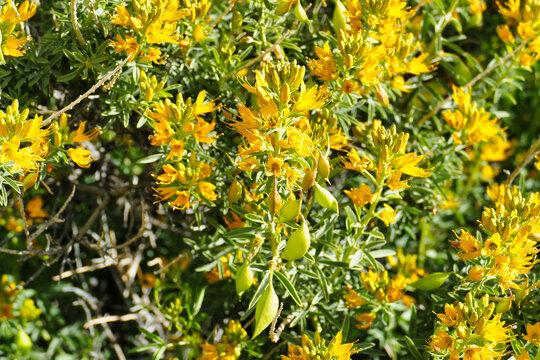 Yellow flowers of the bladderpod or spiderflower (Isomeris arborea), in the Mojave Desert, Joshua Tree National Park, California, USA
