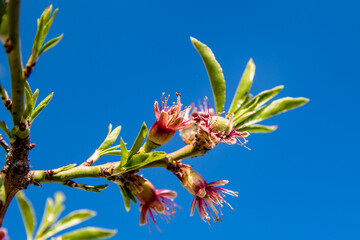 La flor da paso al fruto. Almendro, Prunus Dulcis