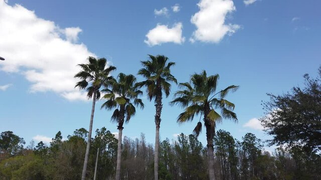 Beautiful palm tree in winter of Florida	
