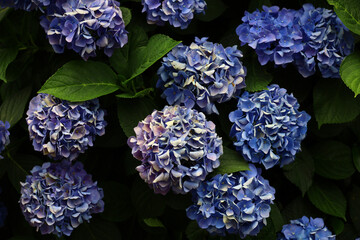 Still life photo of hydrangea flowers in clusters