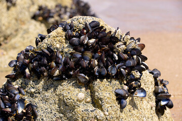 Blue mussel (Mytilus edulis) on rock at low tide in Brittany in France