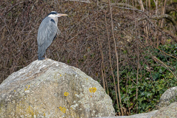 A grey heron on a rock