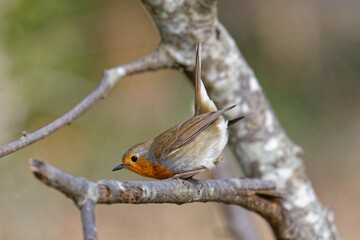 Common Robin (Erithacus Ribecula) stands on a branch