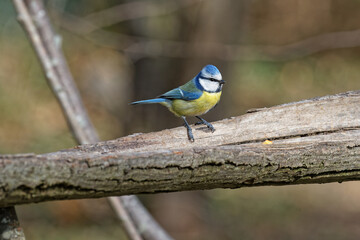 Eurasian Blue Tit in the park