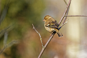 Female Common Chaffinch on a branch