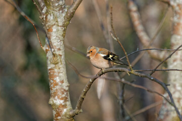 Male of Common Chaffinch has nice colors
