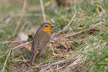Common Robin (Erithacus Ribecula) stands in the grass