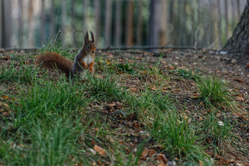 A suqireel looking for food in the grass