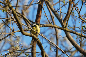 A great tit in the trees of the park